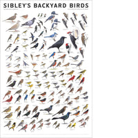 Sibley Backyard Birds of Northeast Poster
