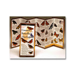 Sibley's Field Guide - Common Butterflies of the Northeast
