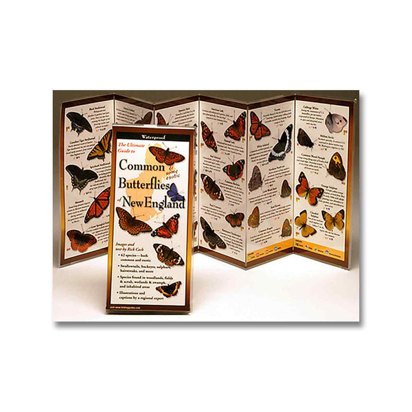 Sibley's Field Guide - Common Butterflies of the Northeast