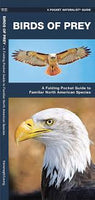 Pocket Naturalist Guide-Birds of Prey