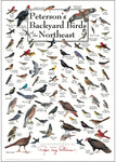 Poster - Peterson's Backyard Birds of the Northeast