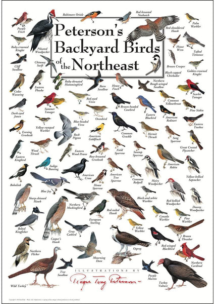 Poster - Peterson's Backyard Birds of the Northeast