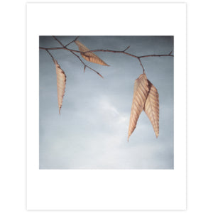 Beech Leaves #1 Greeting Card By Whitney River