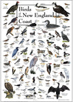 Poster - Birds of the New England Coast