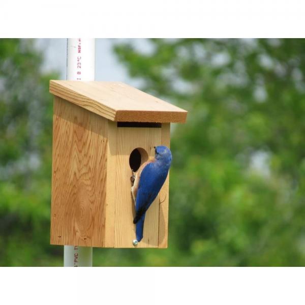 Cedar Bluebird House (FOR PICK-UP ONLY