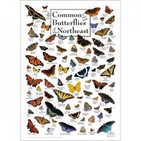 Poster - Common Butterflies of the Northeast