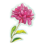 Fun Folks: Peony Vinyl Sticker