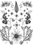 Poster - Signed 8.5x11" print by Isabella-Zoe