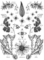 Poster - Signed 8.5x11" print by Isabella-Zoe