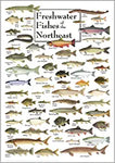 Poster - Freshwater Fish of the Northeast