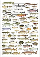 Poster - Freshwater Fish of the Northeast