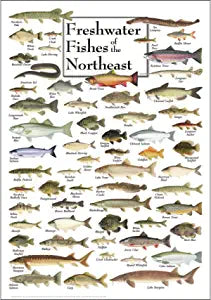 Poster - Freshwater Fish of the Northeast