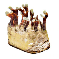 North Spore Reishi Ready to Grow Fruiting Block