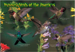 Hummingbirds of the Americas