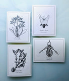 Assorted Boxed Notecards by Isabella-Zoe