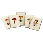 Mushroom Notecards