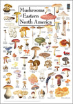 Poster - Mushrooms of Eastern North America