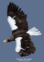 Steller's Sea Eagle Maine Audubon Logo Short Sleeve T-Shirt