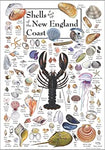 Poster - Shells of the New England Coast