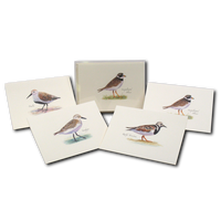 Shorebird Assorted II Notecards